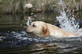 LABRADOR 781